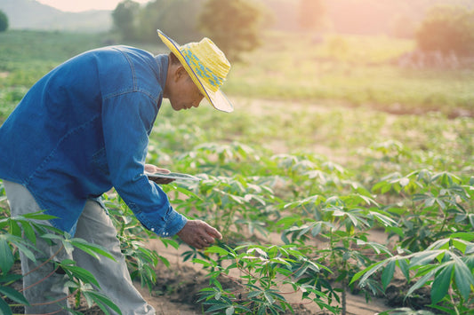 Nature's Candy: Secrets of Organic Farmer to Perfectly Ripen Tropical Fruits