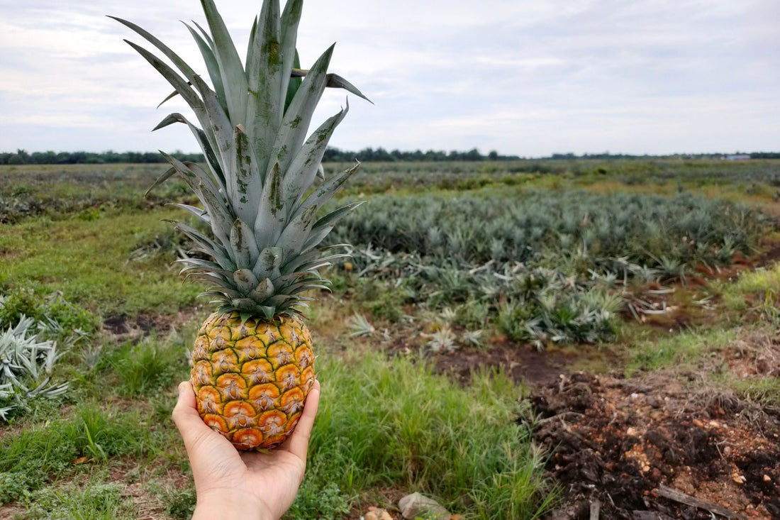 Pineapple Farming Demystified: A Sweet Guide to Growing Your Own Tropical Delight